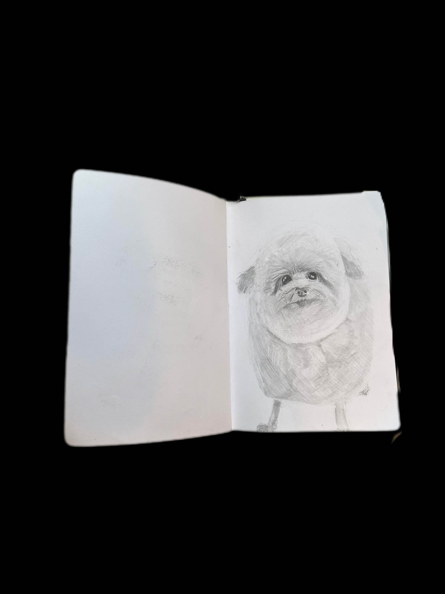 funny dog